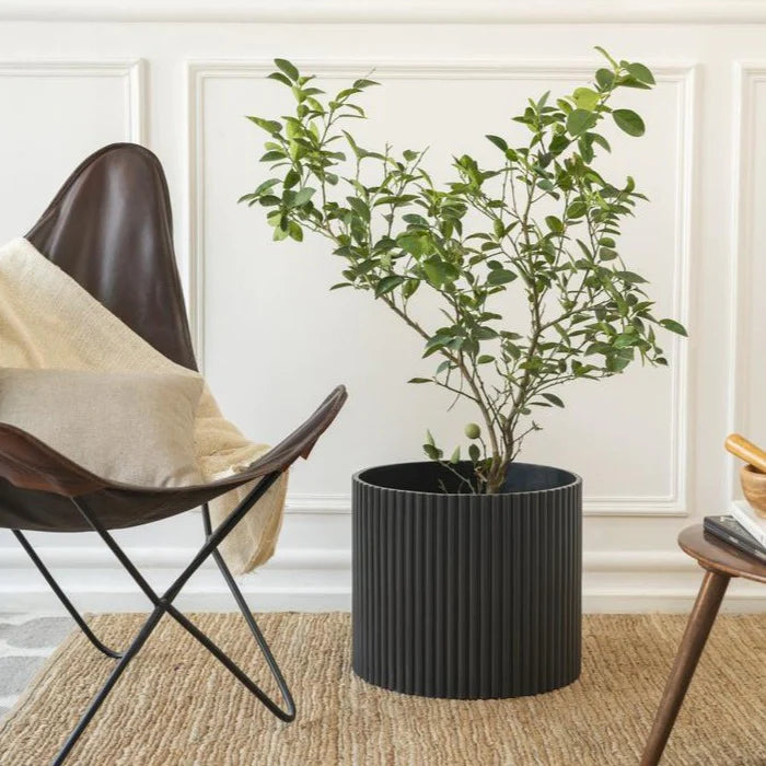 Midori Planter