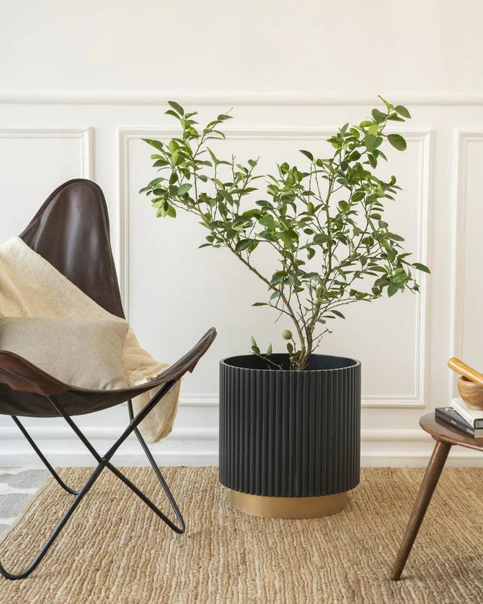 Midori Planter With Base