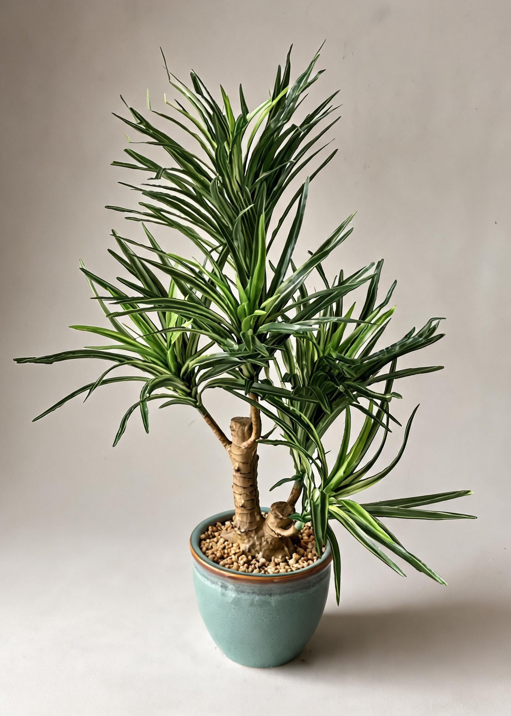 Artificial Green Dracaena Cane Plant - 2 Feet