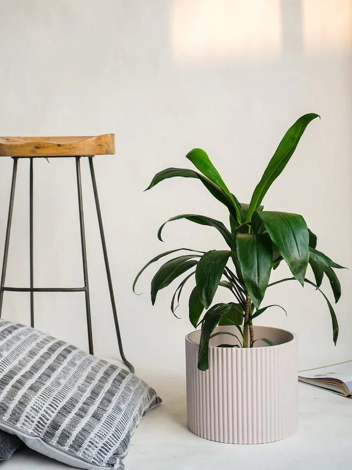 Midori Planter