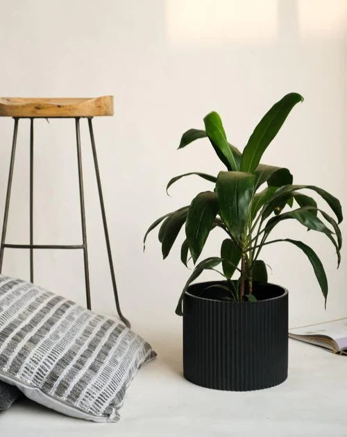 Midori Planter
