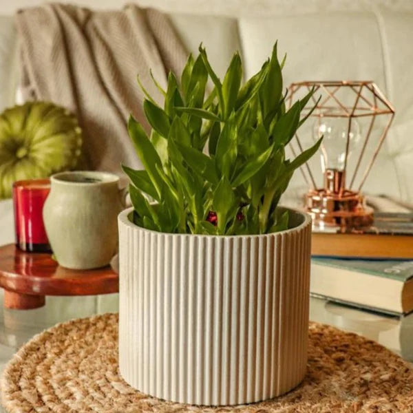 Midori Planter