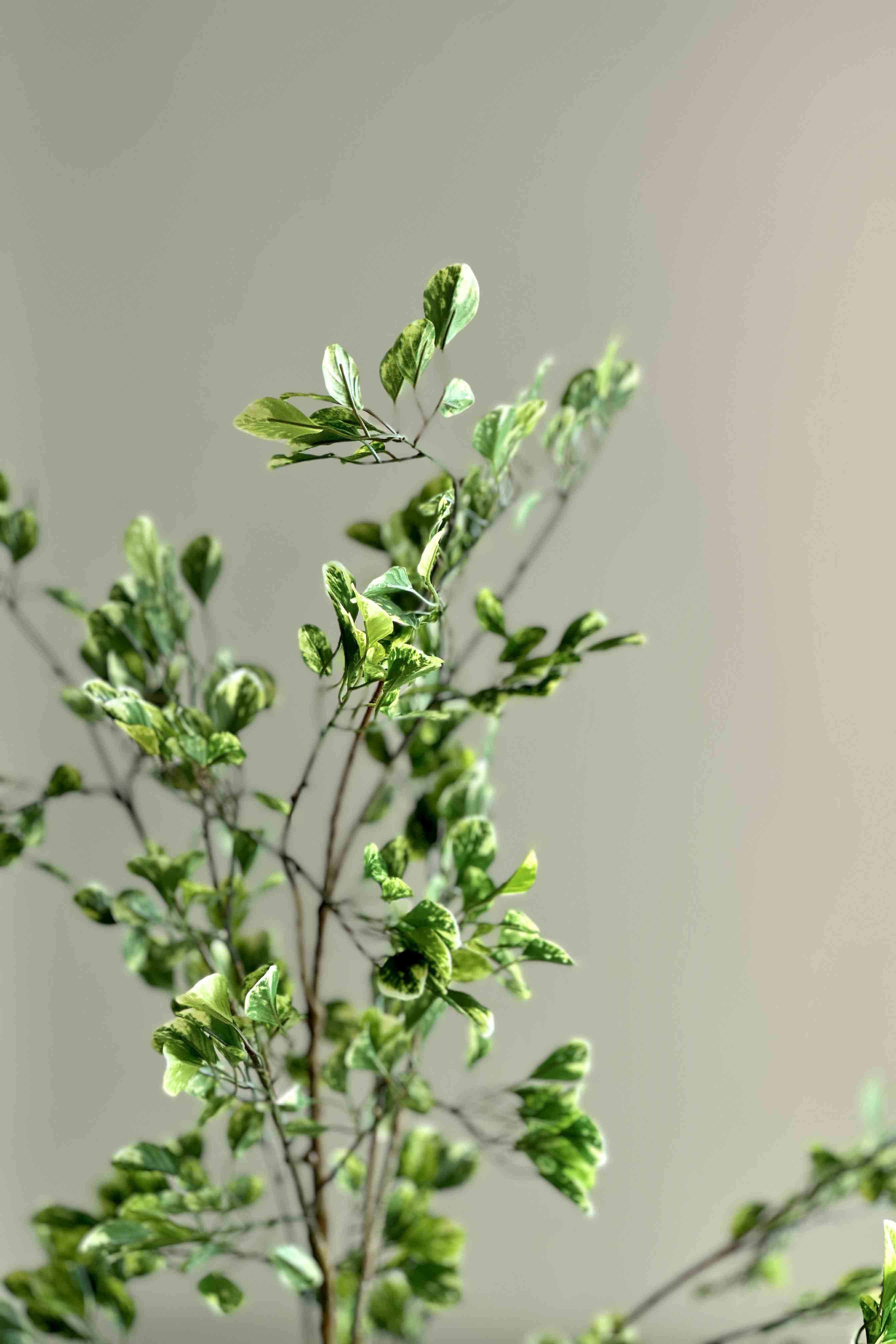 Jade Artificial Plant - 4.5 Feet