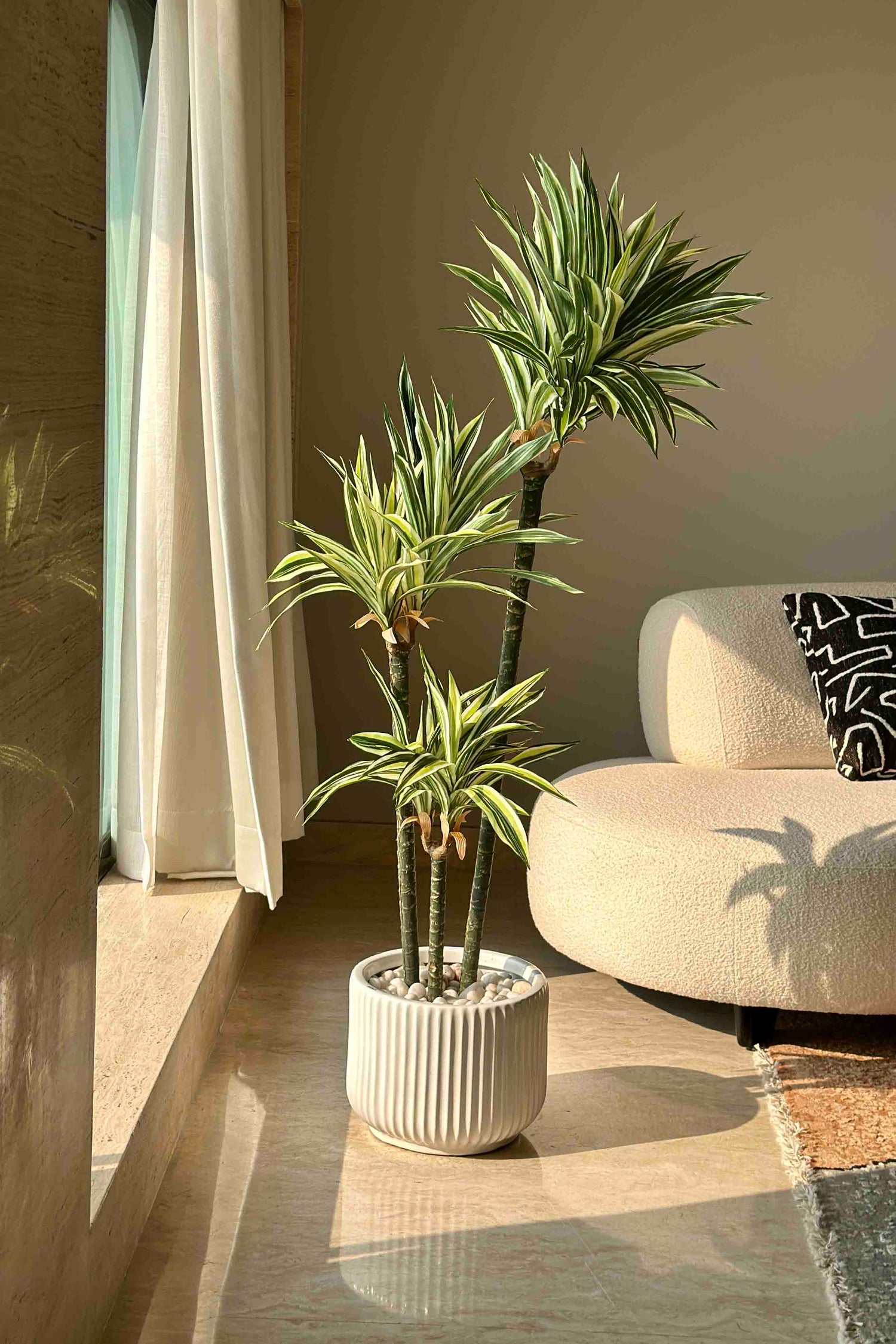 Yucca plant home decor Yucca plant home decor