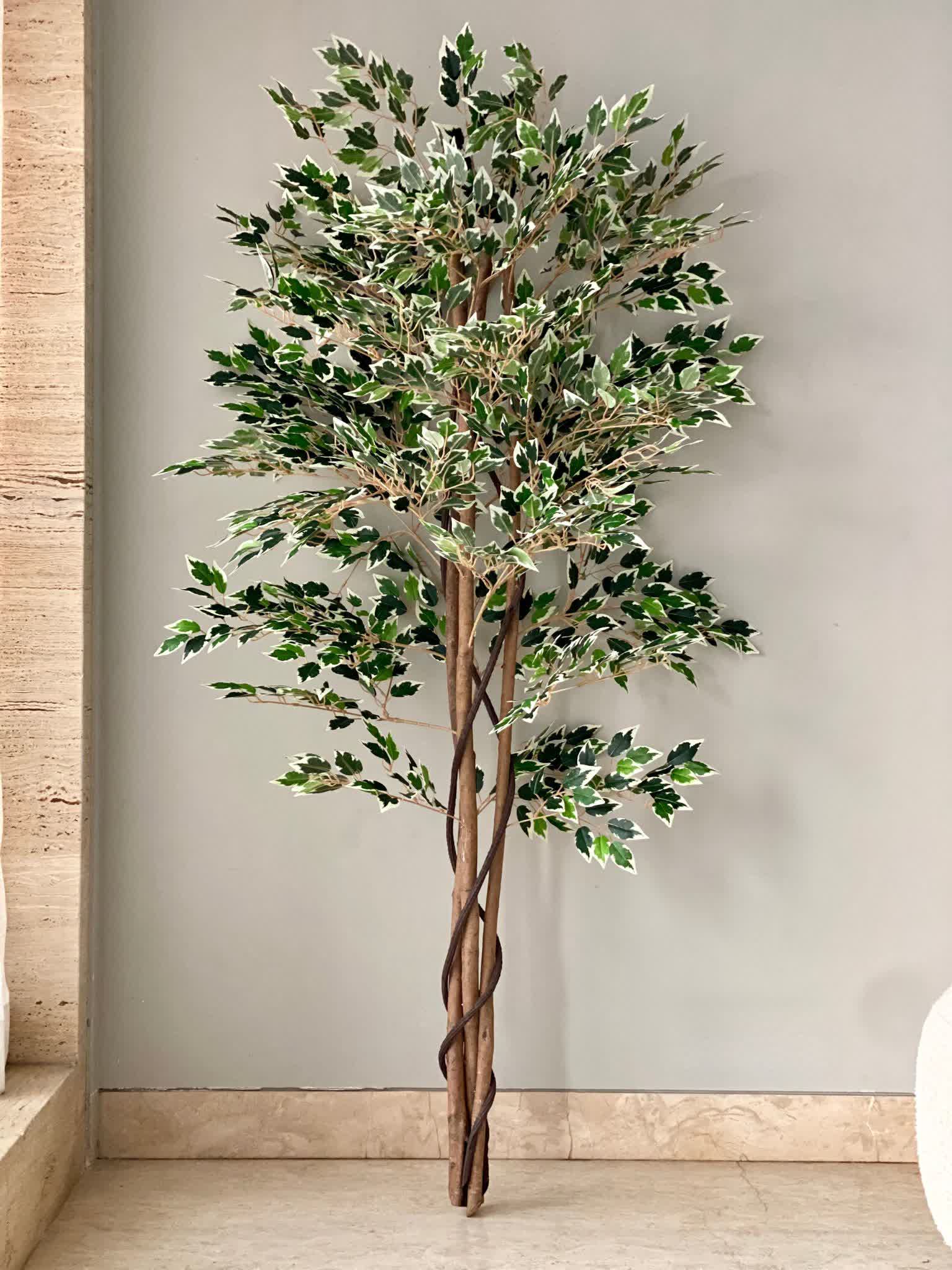 Artificial Dappled Ficus Plant - 5.5 Feet