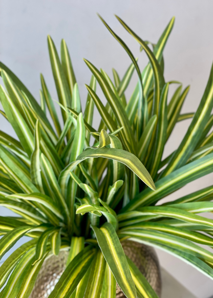 Artificial Yucca Dracenna Bunch Plant - Set of 2