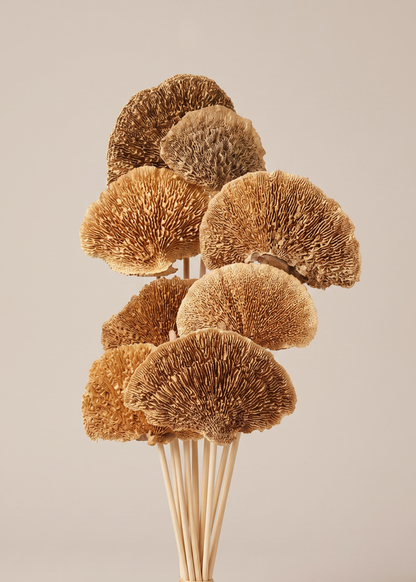 Wild Mushroom Bunch - (Brown)Set of 8