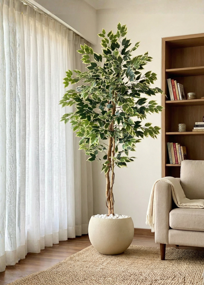 Artificial Variegated Dried Ficus Plant - 6.5 Feet