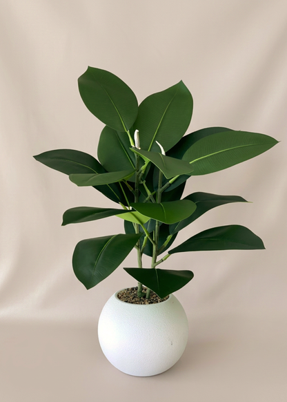 Artificial Rubber Leaf Plant ((White Pot) -  2 Feet