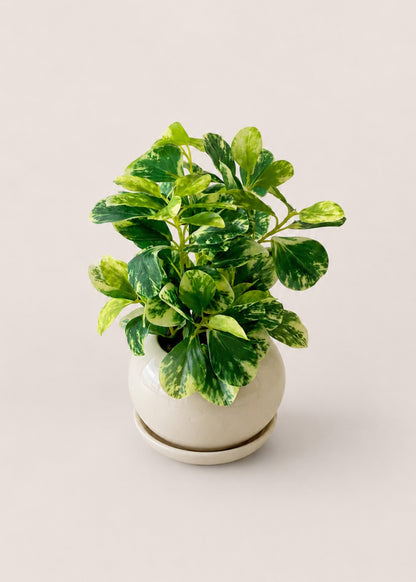 Artificial Variegated Croton Tabletop Plant