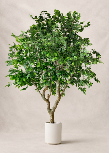 Artificial Ficus Palatial Plant - 8 Feet