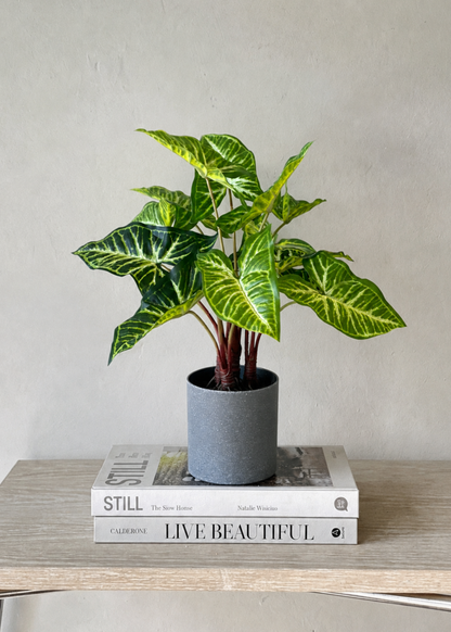 Artificial Varigated Pothos Plant - 1.5 Feet