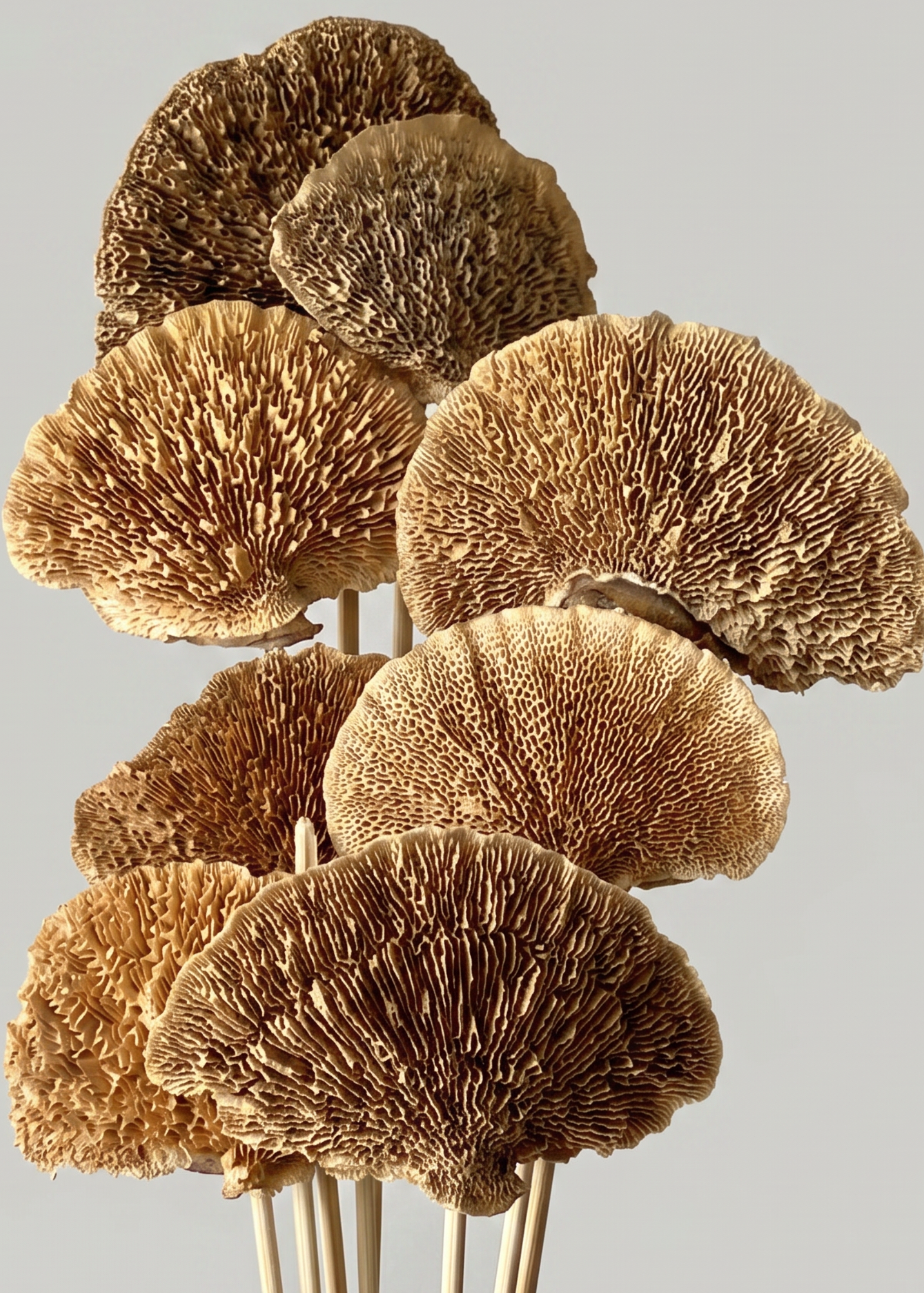 Wild Mushroom Bunch - (Brown)Set of 8