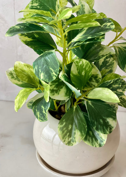 Artificial Variegated Croton Tabletop Plant