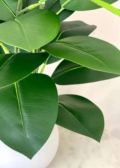 Artificial Rubber Leaf Plant ((White Pot) -  2 Feet