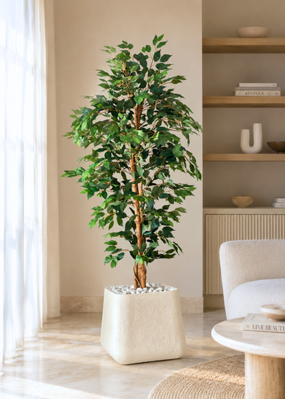 Artificial Weeping Ficus Plant - 6 Feet