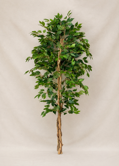 Artificial Weeping Ficus Plant - 6 Feet