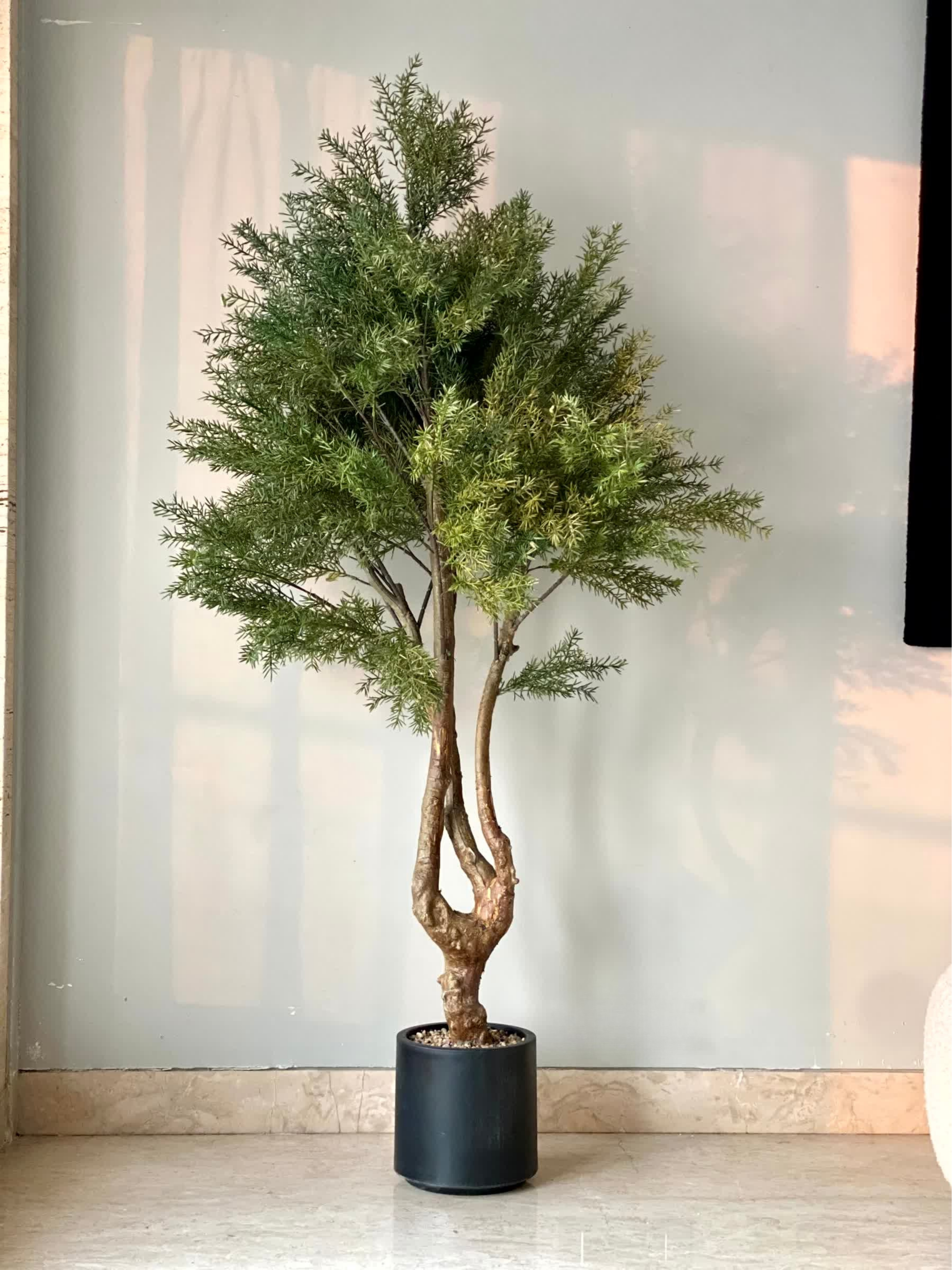 Artificial Australian Cedar Plant - 5.5 Feet