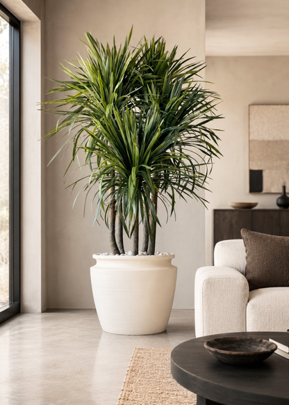 Artificial Dragon Quintara Plant - 7 Feet