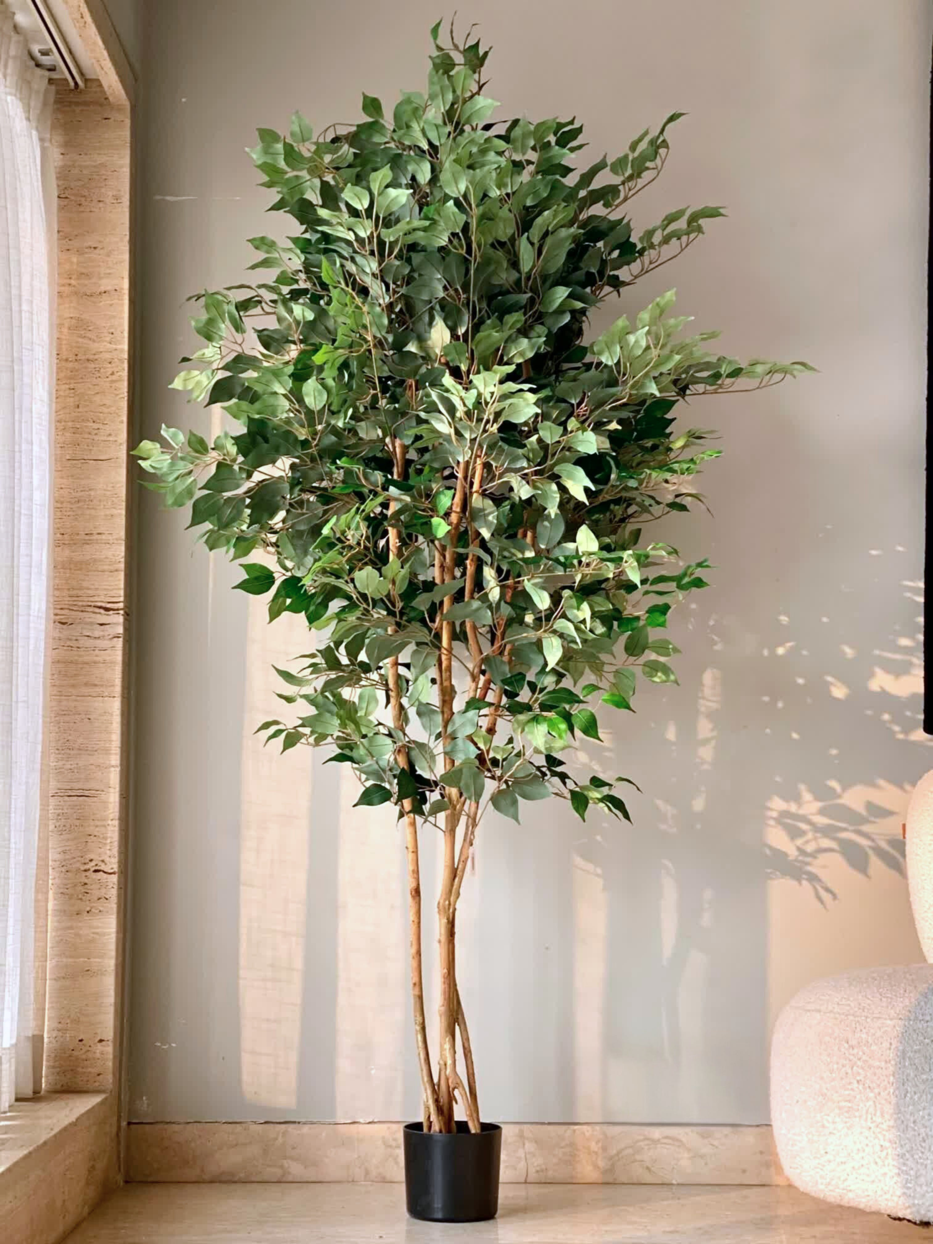Artificial Aurora Ficus Plant - 6.5 Feet
