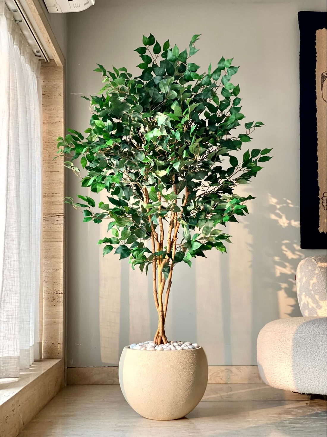 Artificial Aurora Ficus Plant - 6 Feet