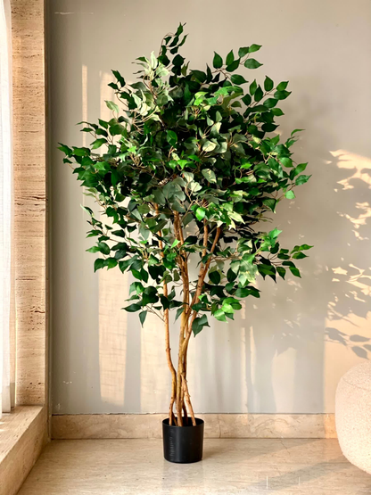Artificial Aurora Ficus Plant - 6 Feet