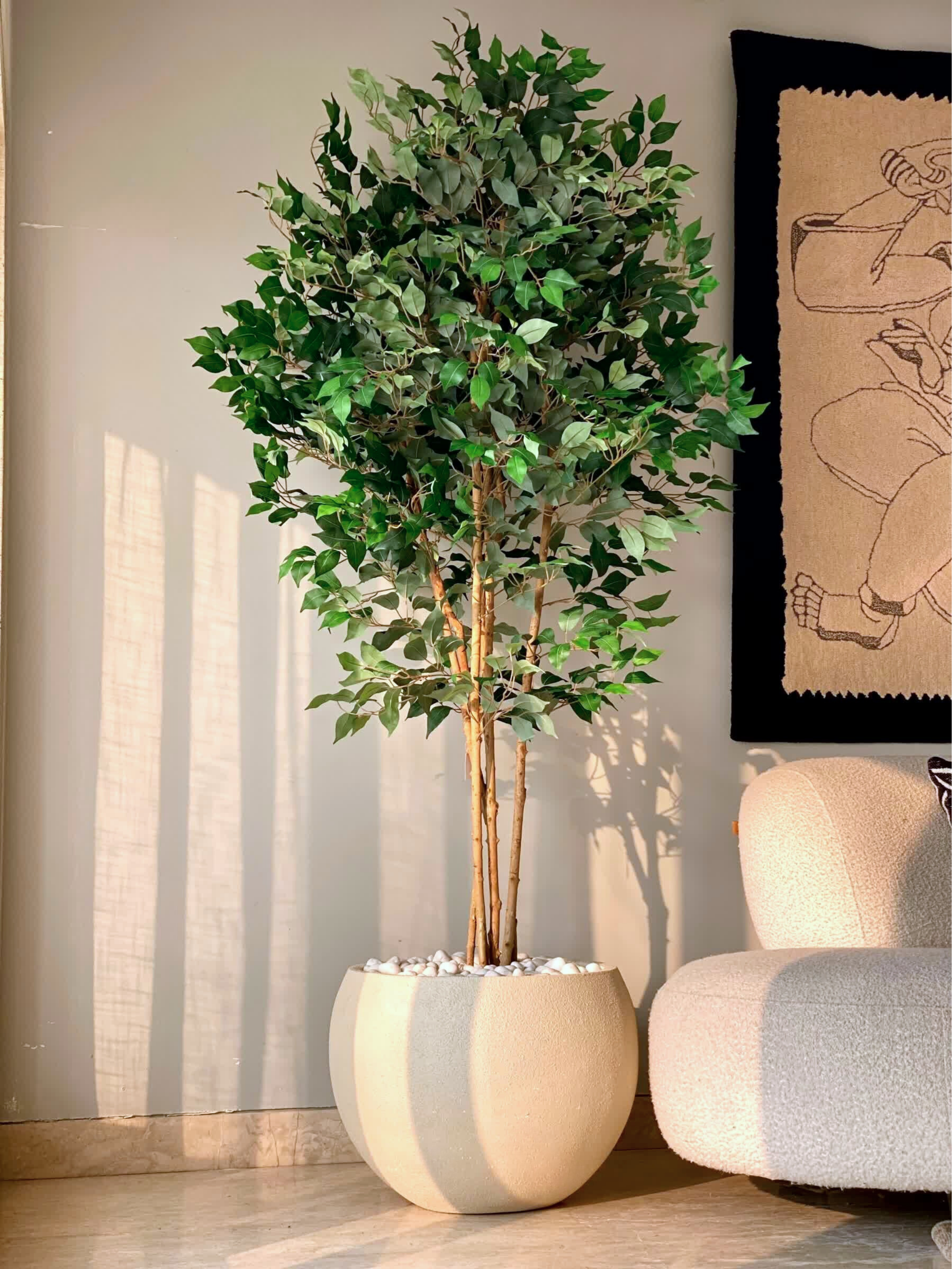 Artificial Aurora Ficus Plant - 6.5 Feet