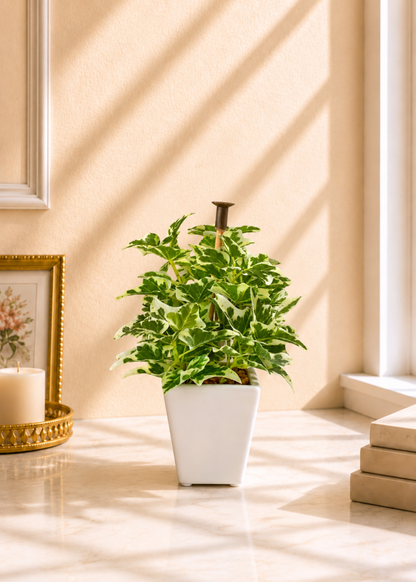 Artificial Variegated Ivy Plant