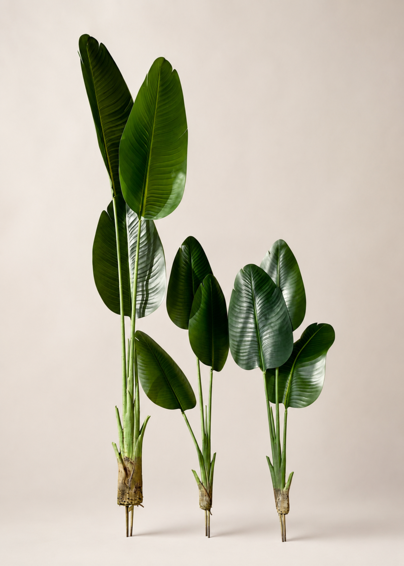 Artificial Cavendish Traveller Plant - 5 Feet