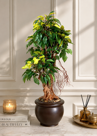 Artificial Regal Ficus Bonsai Plant - 2 Feet