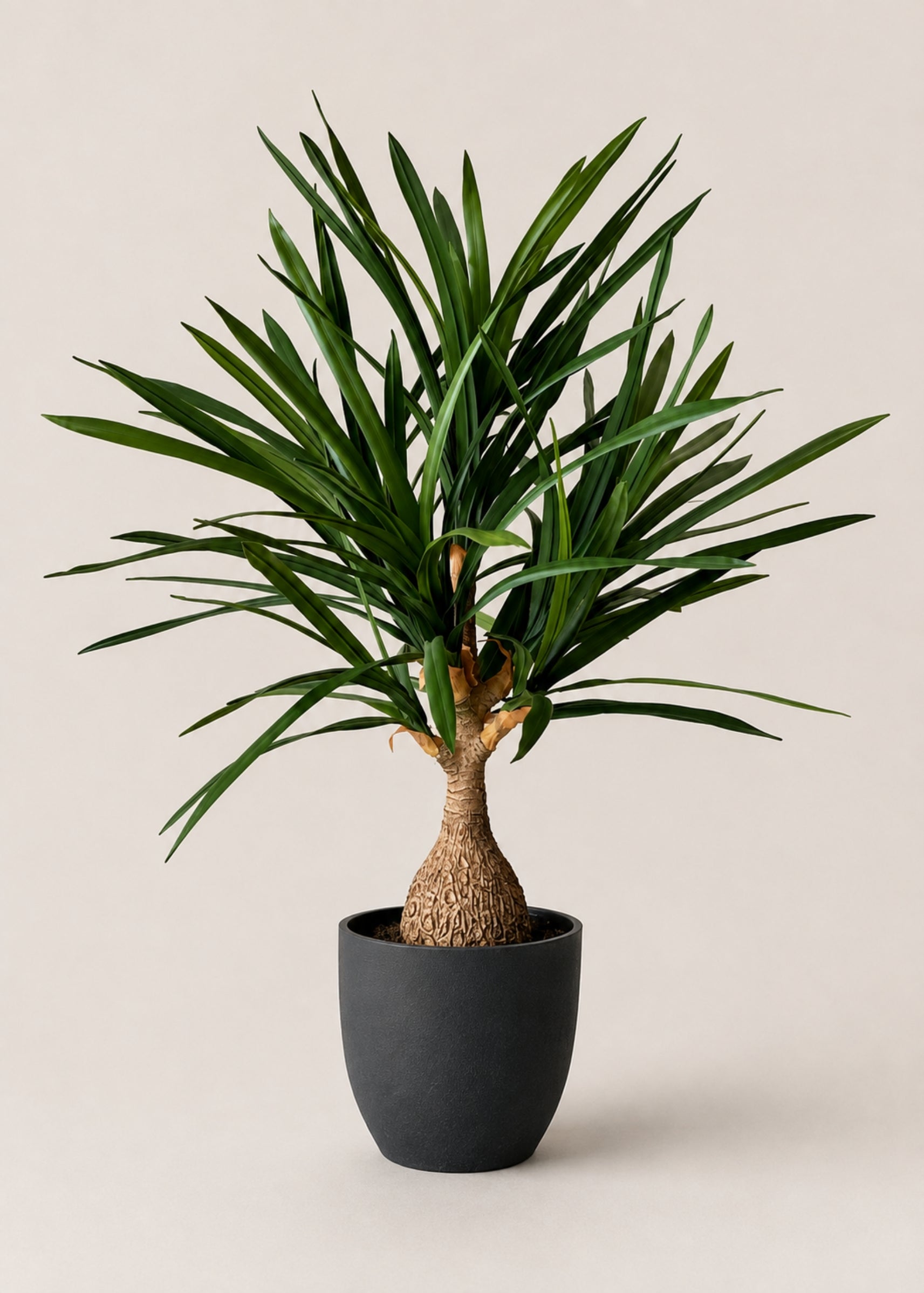 Artificial Yucca Cane Plant