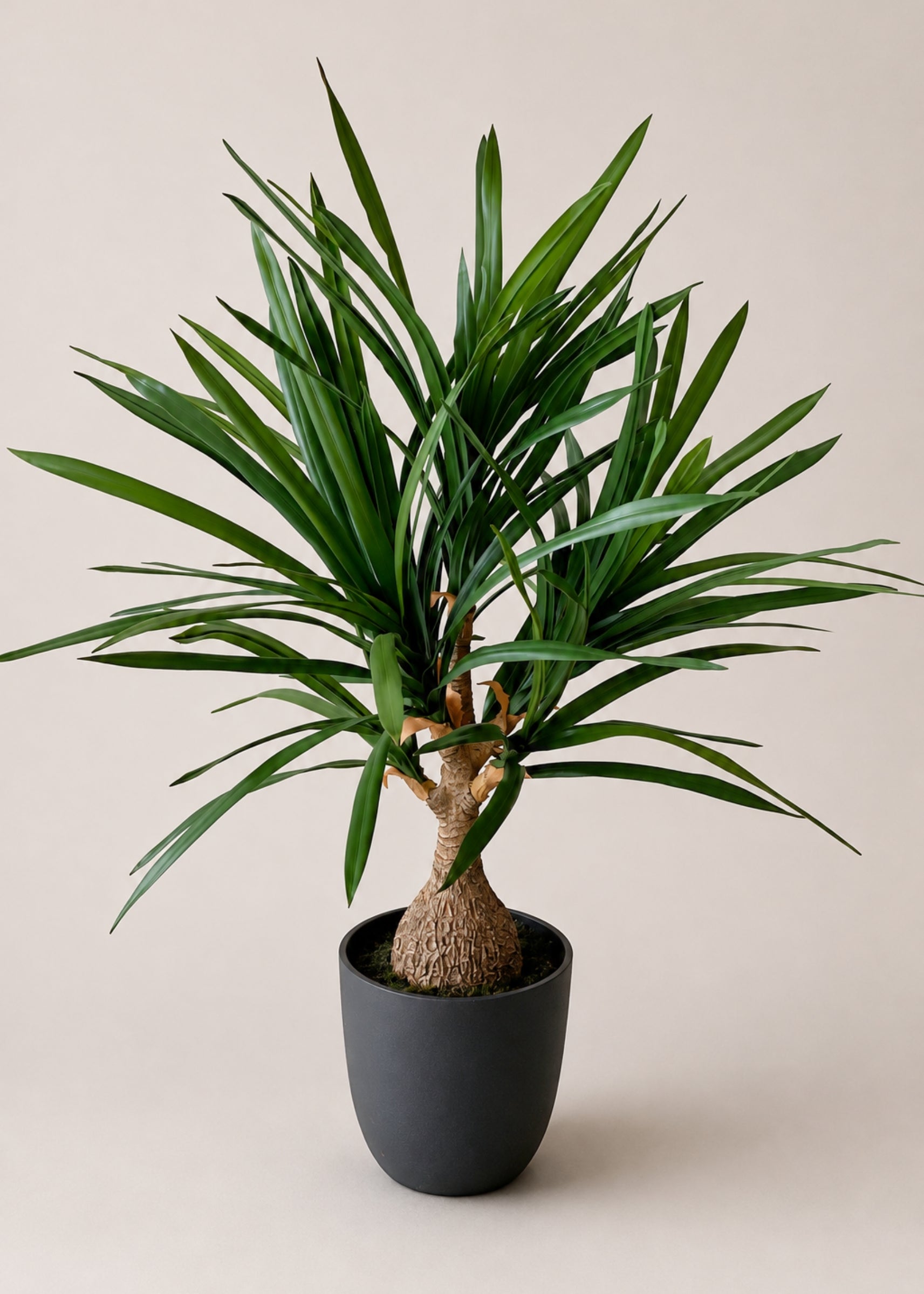 Artificial Yucca Cane Plant