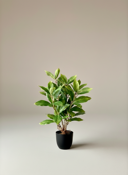 Artificial Jade Evergreen Plant