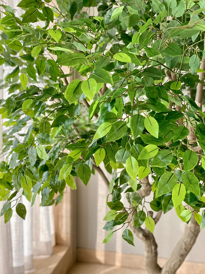 Artificial Ficus Palatial Plant - 8 Feet