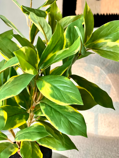 Artificial Evergreen Plant - Variegated