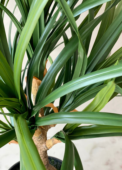 Artificial Yucca Cane Plant