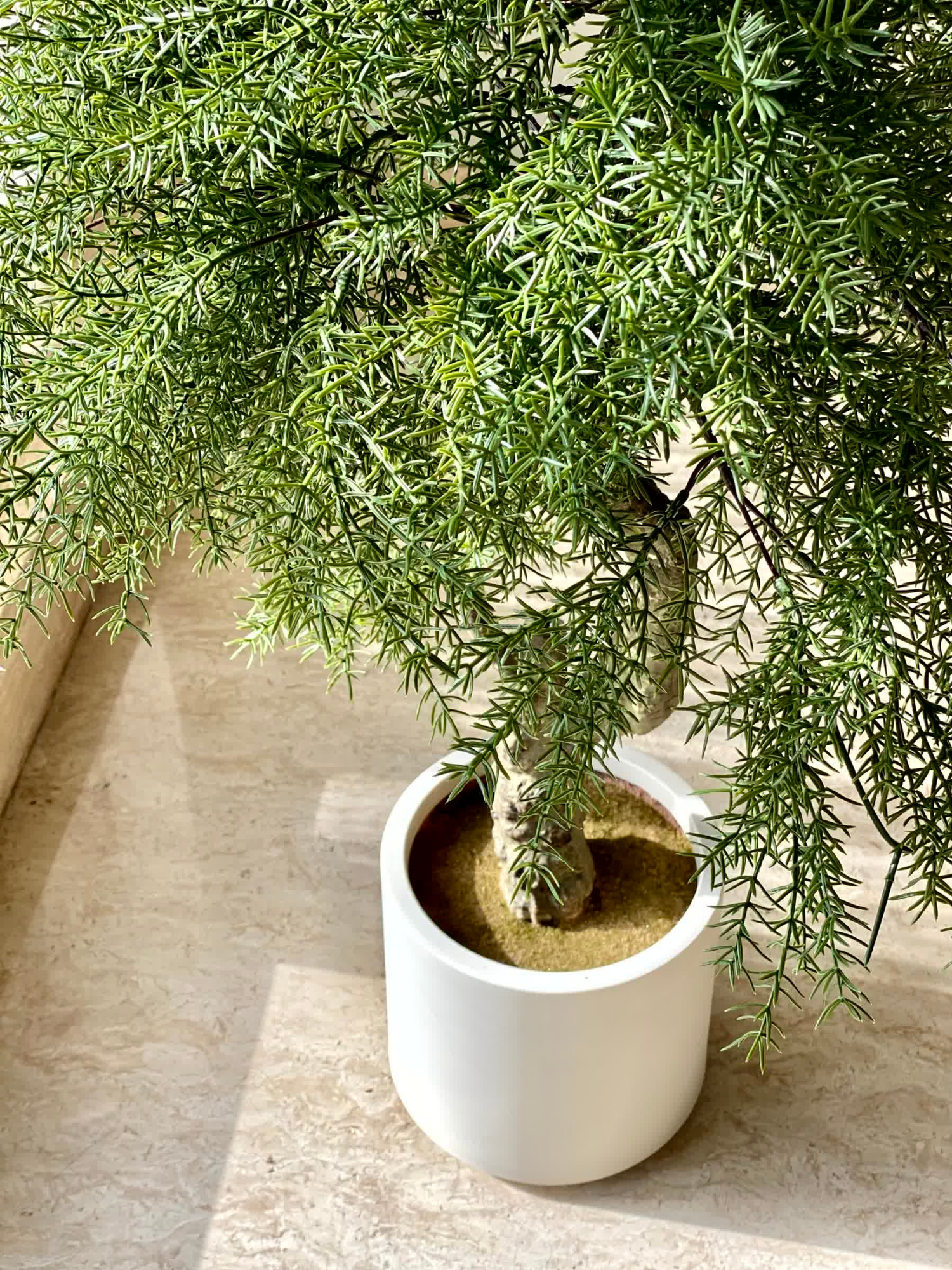 Artificial Australian Cedar Bonsai Plant - 5.5 Feet