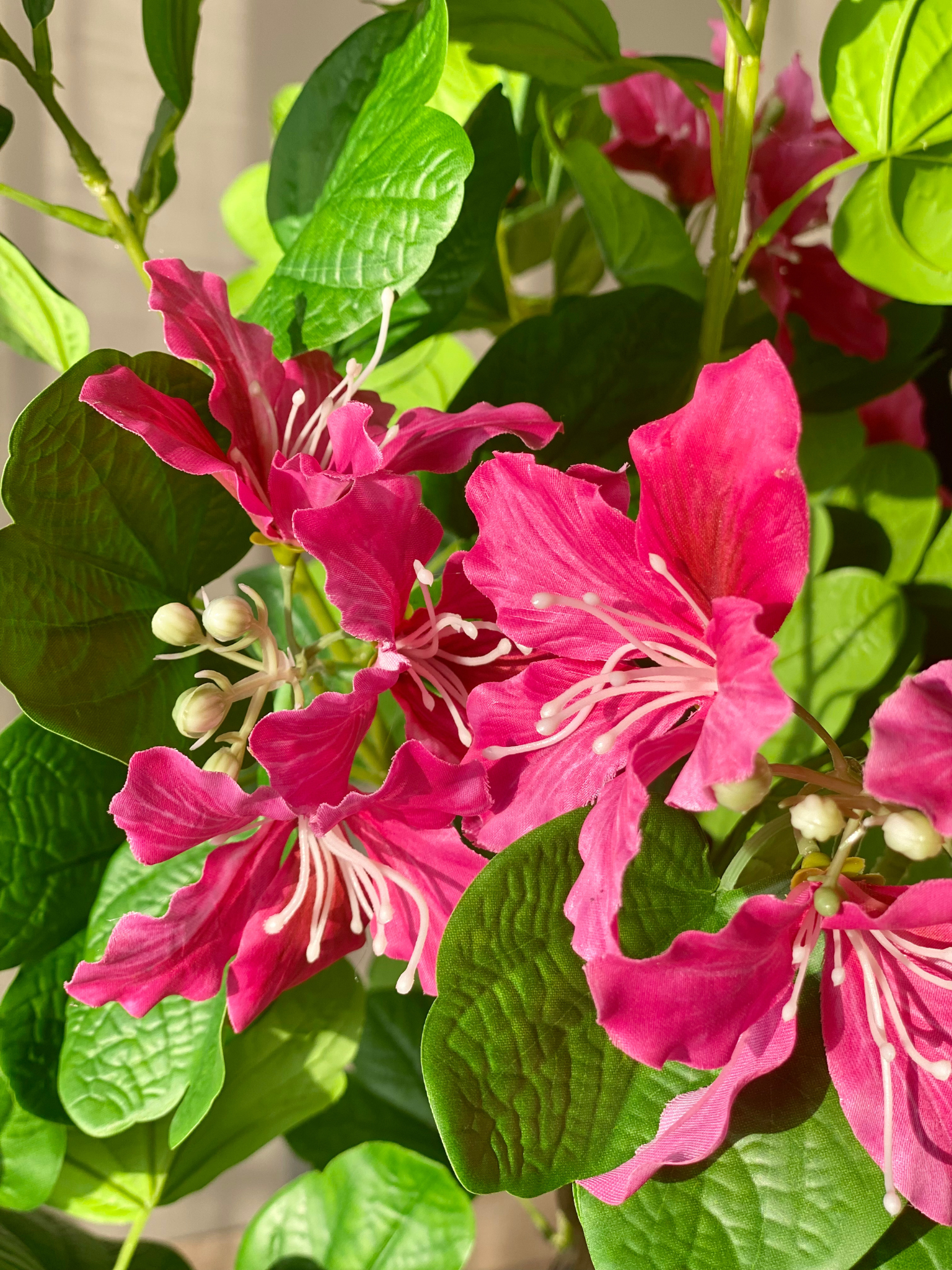 Artificial Blush Bauhinia Plant -  4 Feet