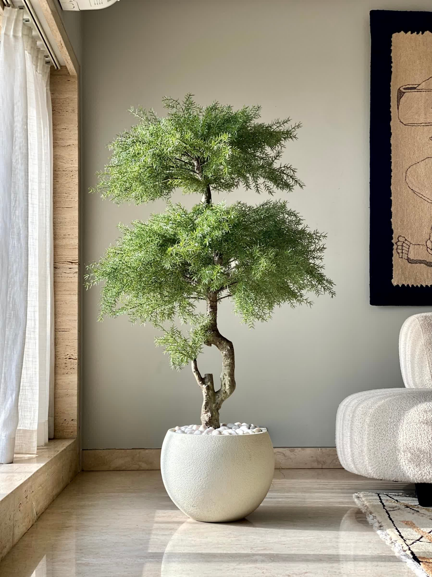 Artificial Australian Cedar Bonsai Plant - 5.5 Feet