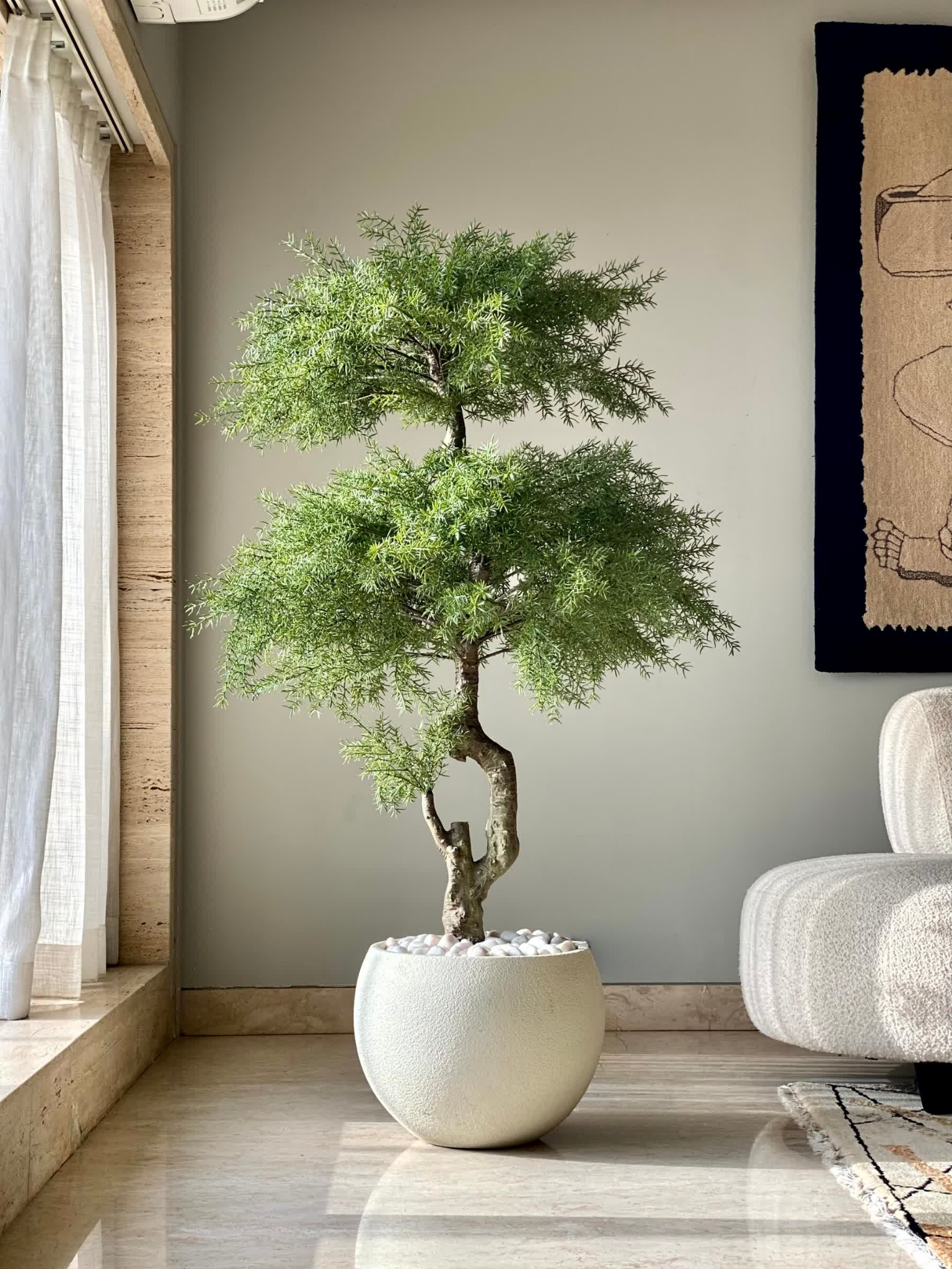 Artificial Australian Cedar Bonsai Plant - 5.5 Feet