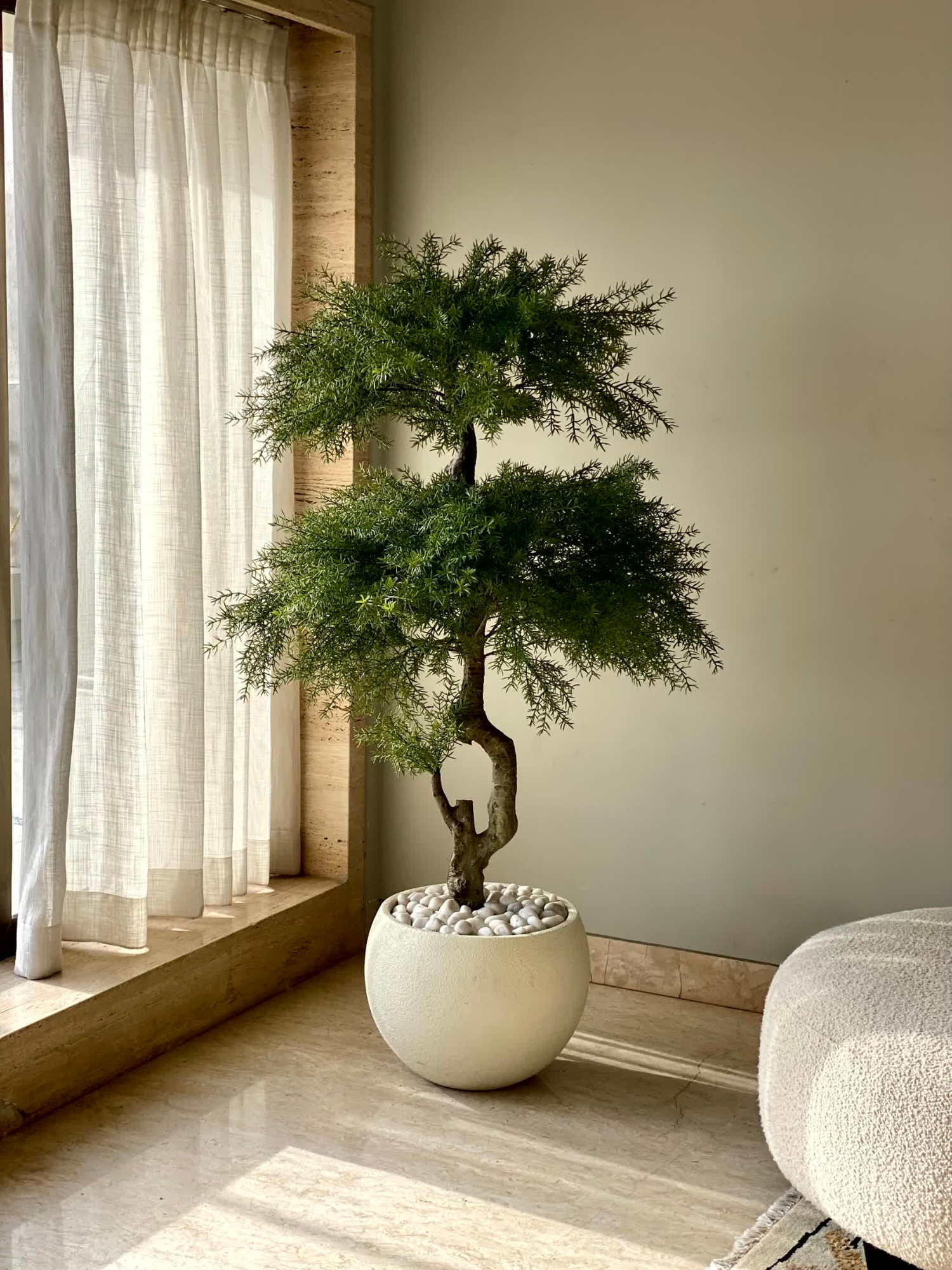 Artificial Australian Cedar Bonsai Plant - 5.5 Feet