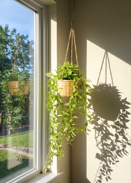 Artficial Wandering Jew Hanging Plant