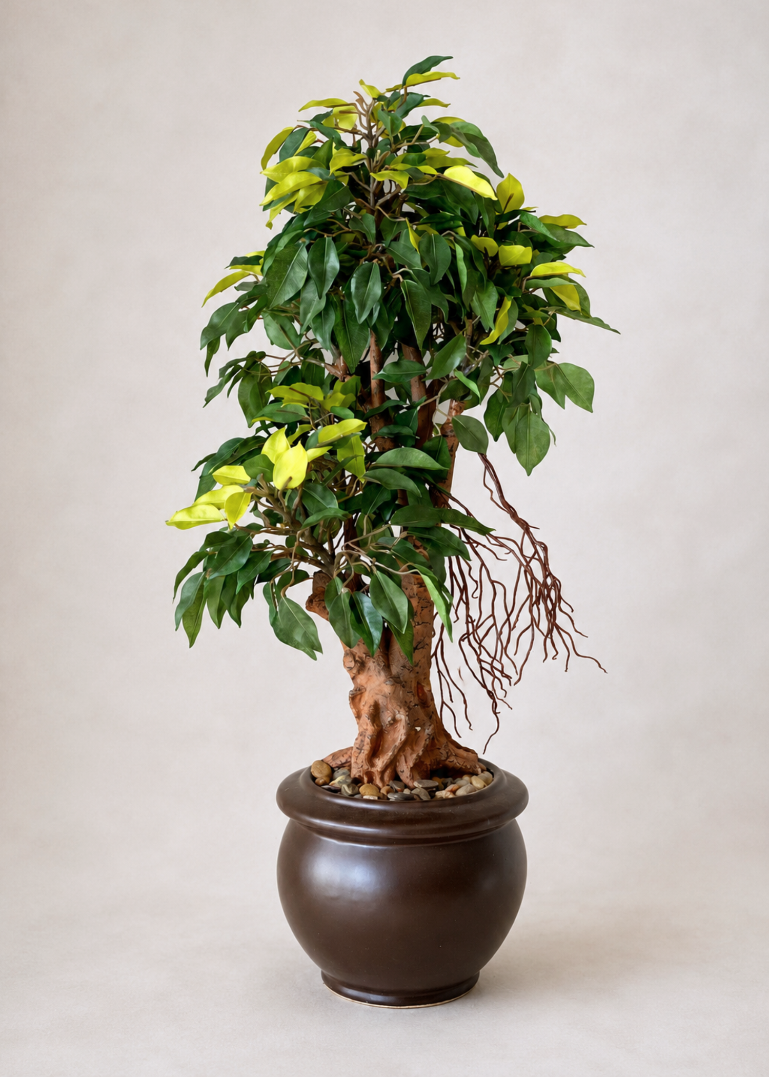 Artificial Regal Ficus Bonsai Plant - 2 Feet