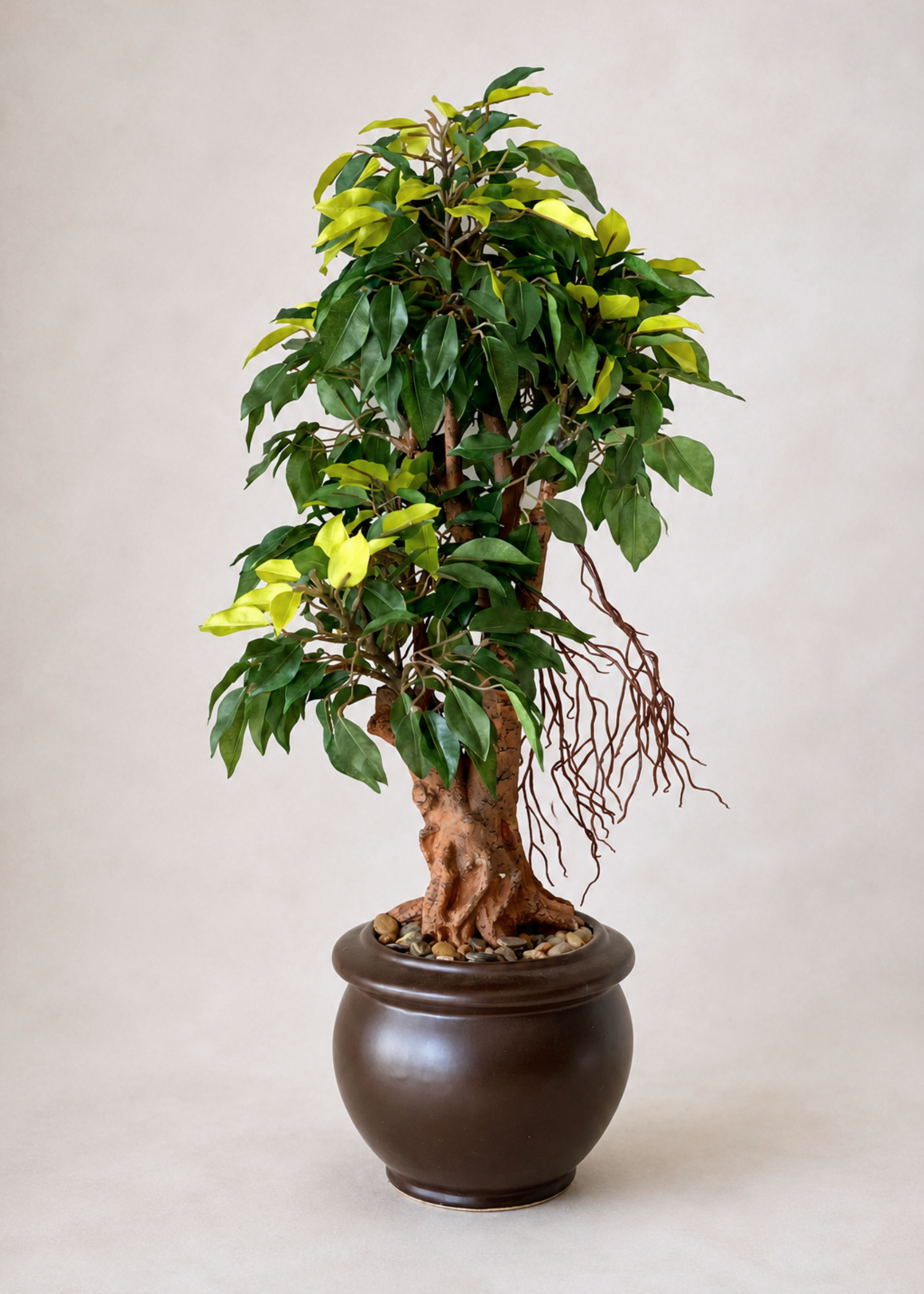 Artificial Regal Ficus Bonsai Plant - 2 Feet