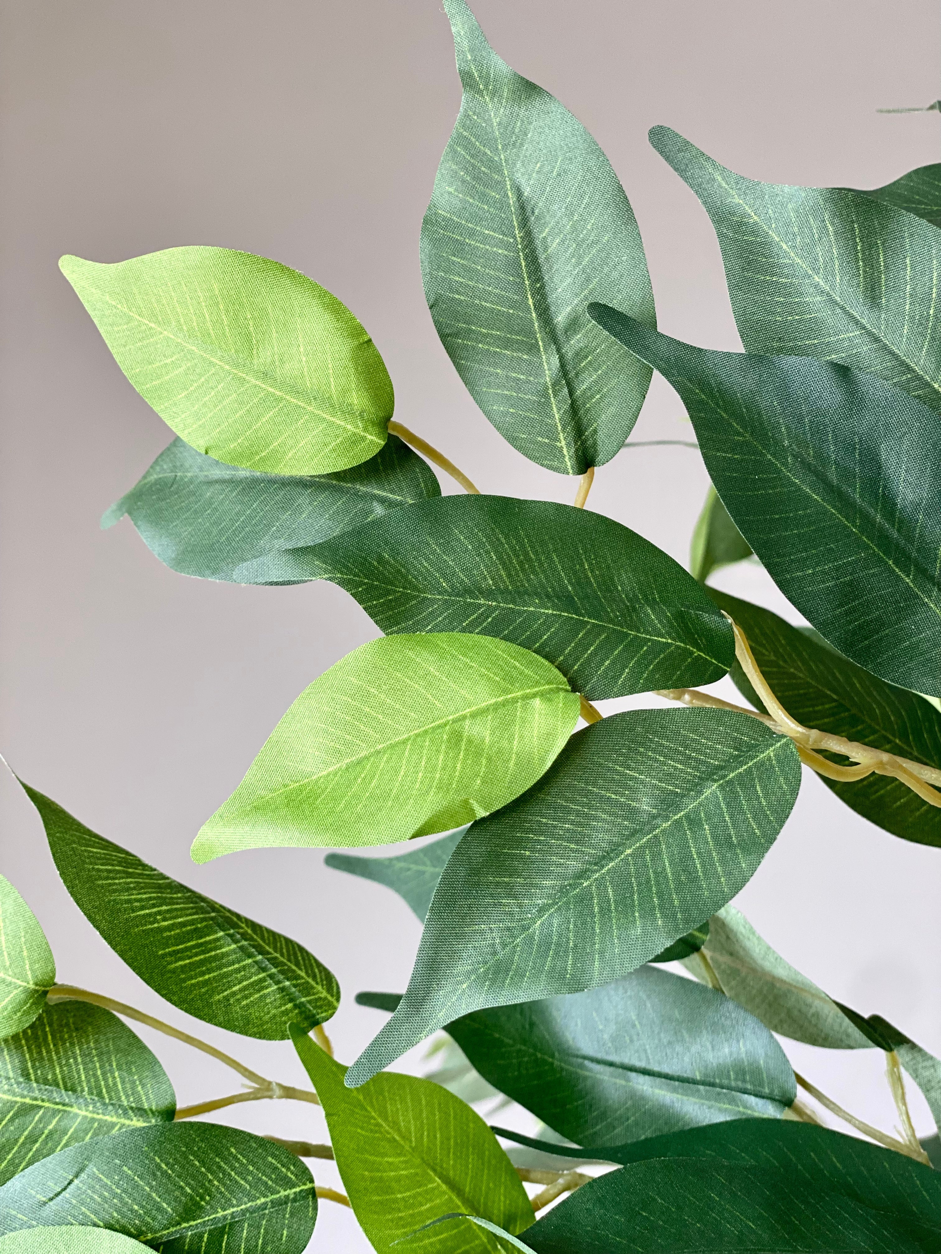 Artificial Ficus Aura Plant - 5 Feet