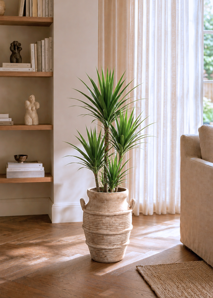Limewash Terracotta Planter