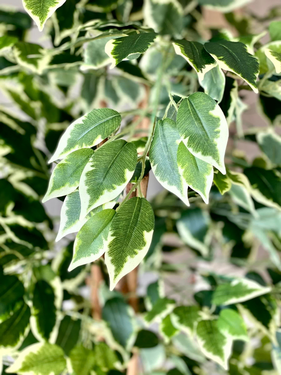 Artificial Variegated Dried Ficus Plant - 6 Feet