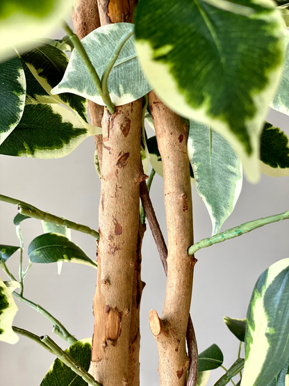Artificial Variegated Dried Ficus Plant - 6.5 Feet
