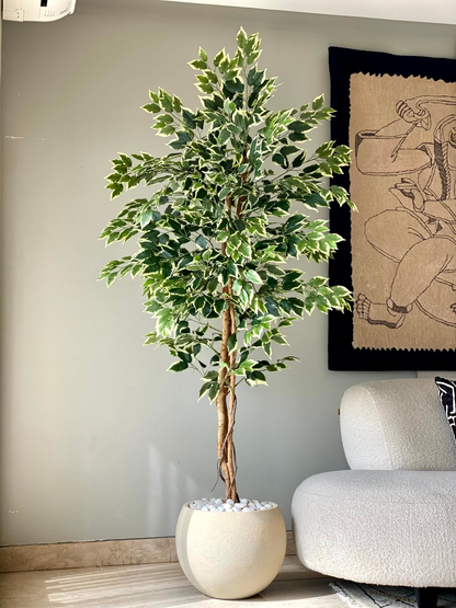 Artificial Variegated Dried Ficus Plant - 6.5 Feet