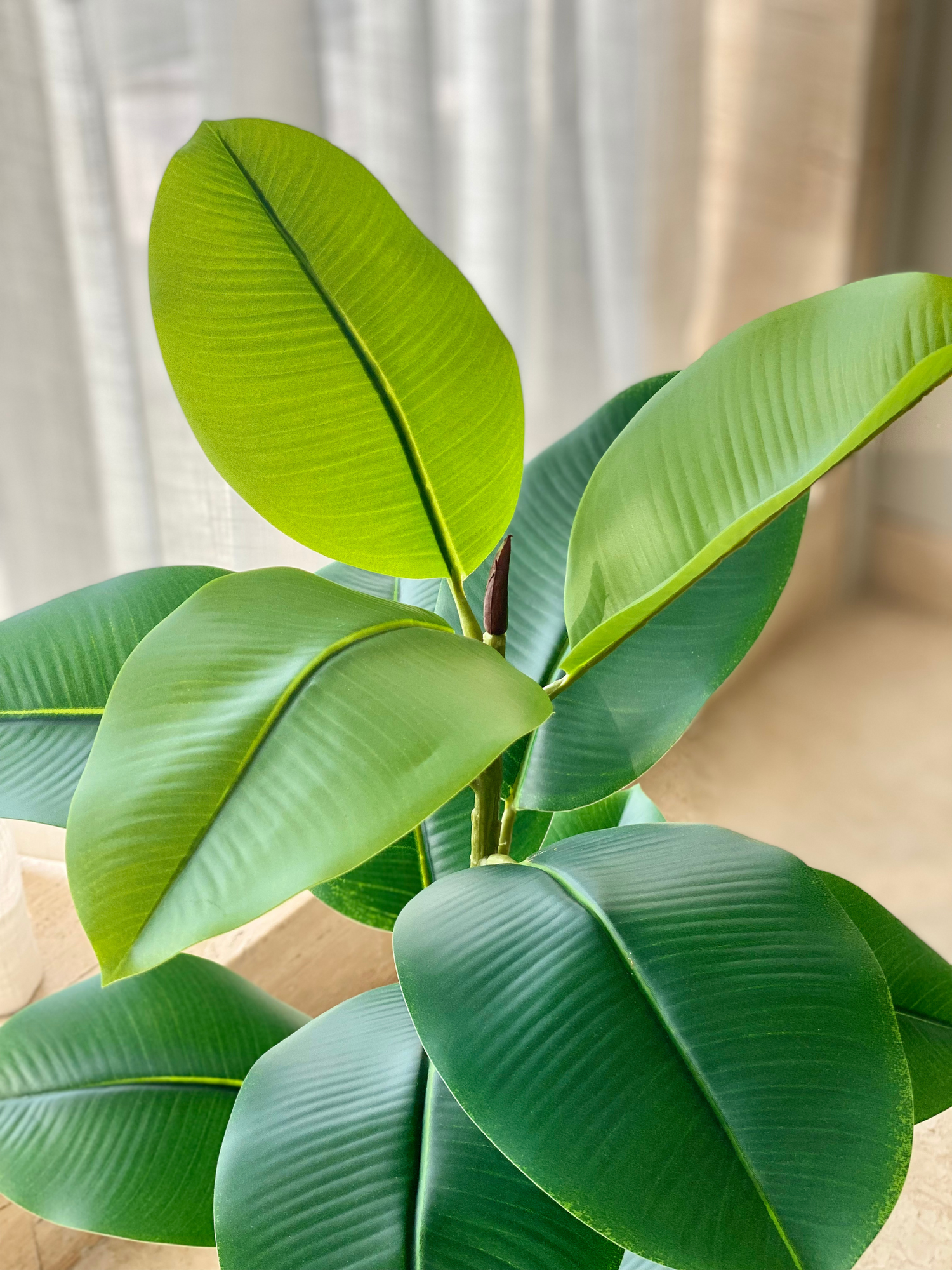 Artificial Ficus Elastica Plant - 3 Feet